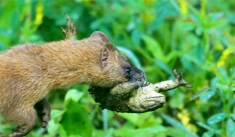 真正的黄鼠狼能不能吃,黄鼠狼死了能够吃吗