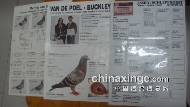 上海七旬老将的光耀：超远程结硕果公棚斩佳绩