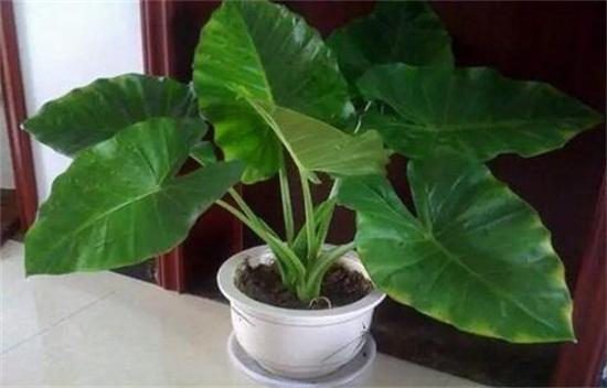 不宜室内养的5种花,5种花再喜欢也别养在家里