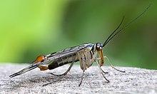 昆虫分类的基本单元,昆虫的分类视频