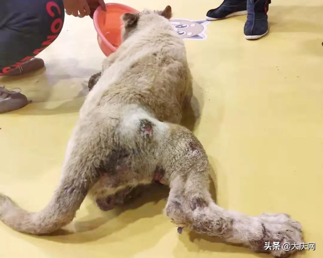受伤，断趾，一股恶心味儿……哈尔滨竟存在这样一个动物园，看完扎心了