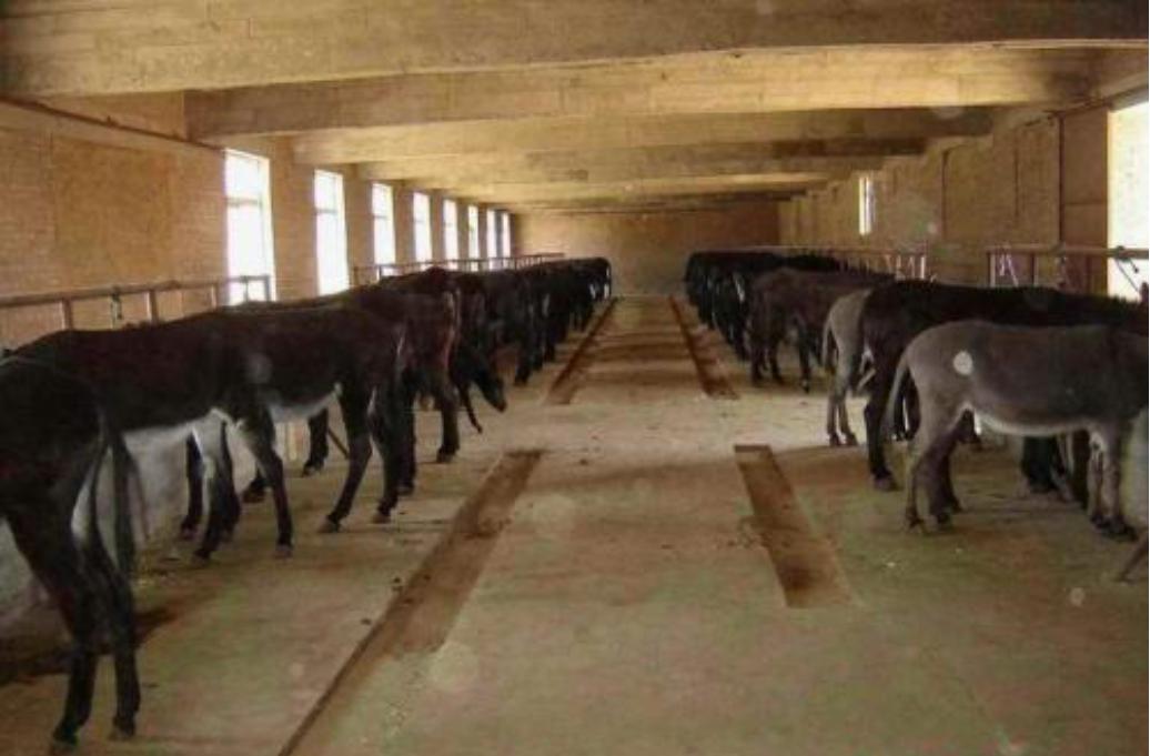 养殖毛驴需要承担什么风险,养殖驴不长肉