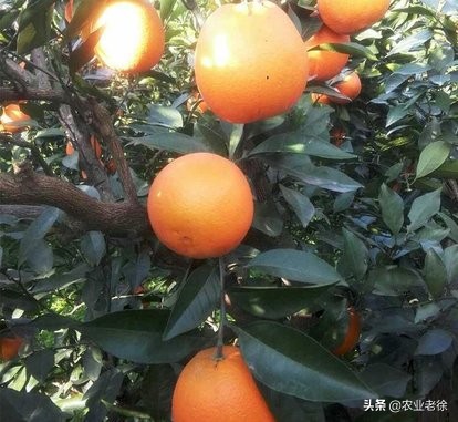 橙子栽培管理方法,橙子幼苗施肥和浇水方法