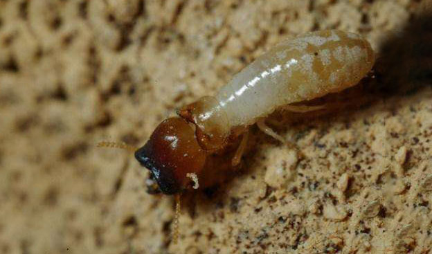 白蚁的种类及图片大全,白蚁种类及危害