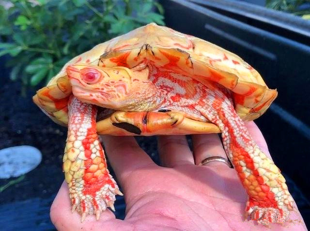 精选一组趣知识；德国*歌国**提到的四个地名现今都不在德国境内