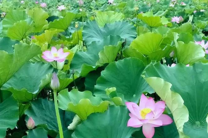 这届丰县人，的确没什么好“骄傲”的