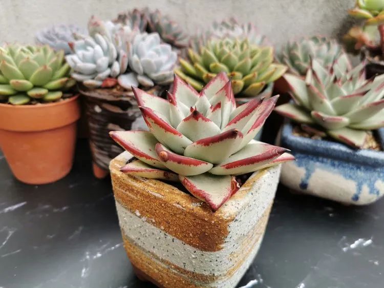 我和多肉,我与多肉