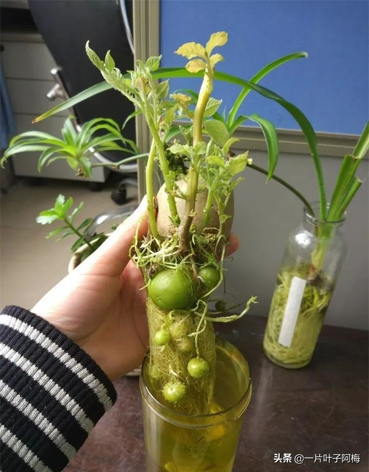 一节山药丢水里，疯狂长藤“冒金豆”，赏叶又吃豆，*管双**齐下