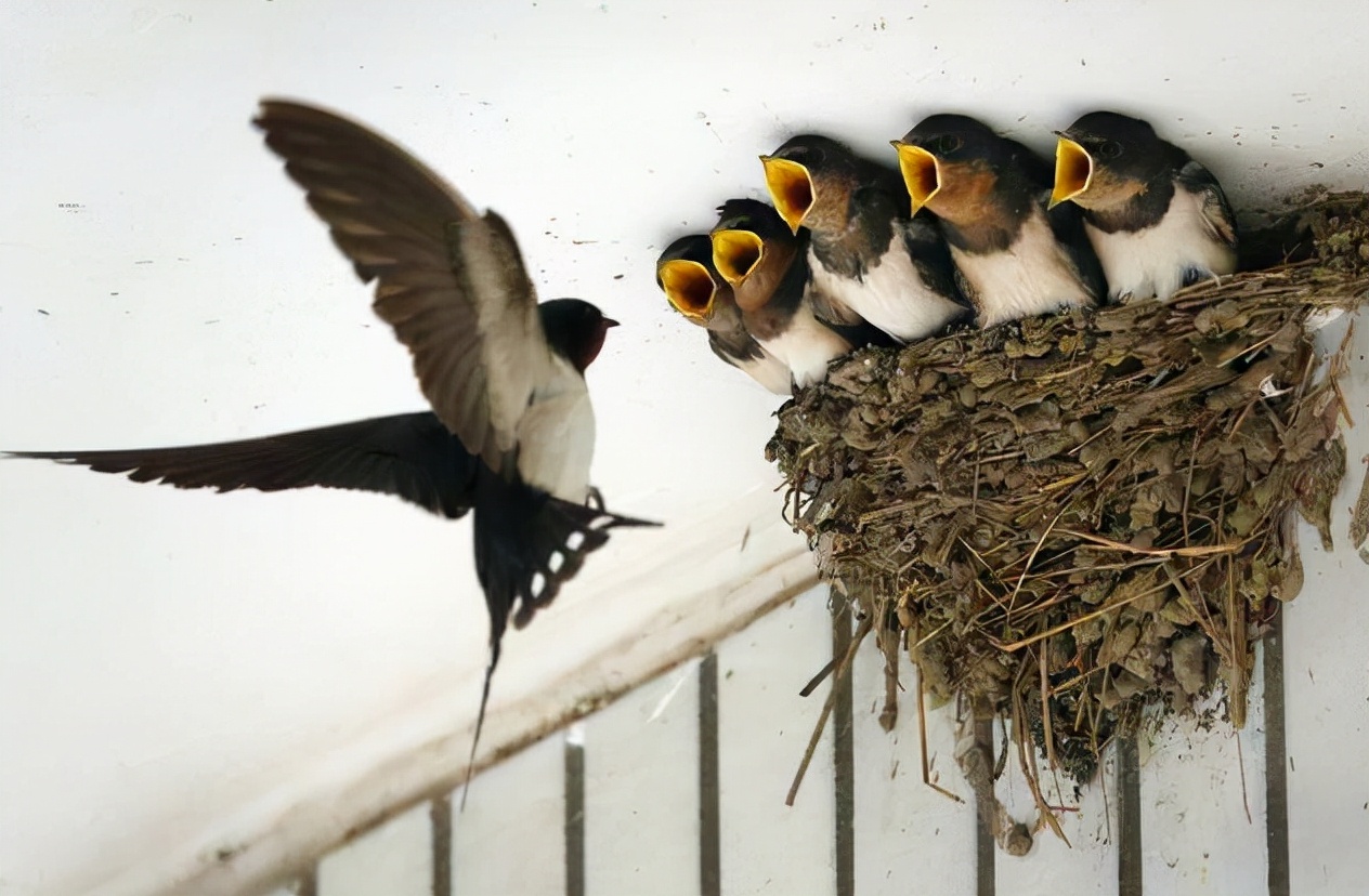 五喜指哪五喜,五喜分别是什么意思