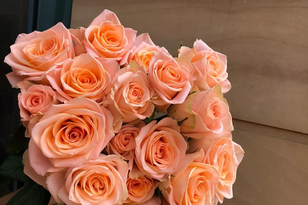 值得入手的玫瑰花,最受欢迎的玫瑰花品种排行