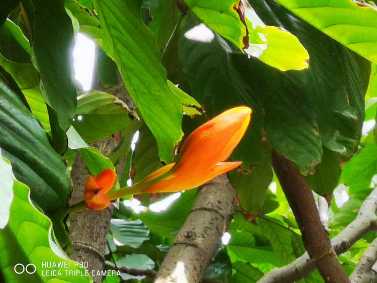 中国无忧花图片,中国无忧花树