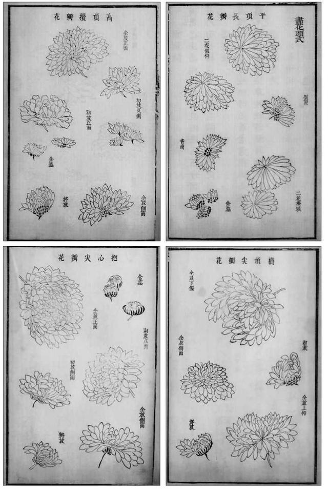菊花写意画法100幅,简单的写意菊花画法