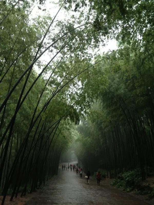 宜宾市长宁蜀南竹海,我的中国行