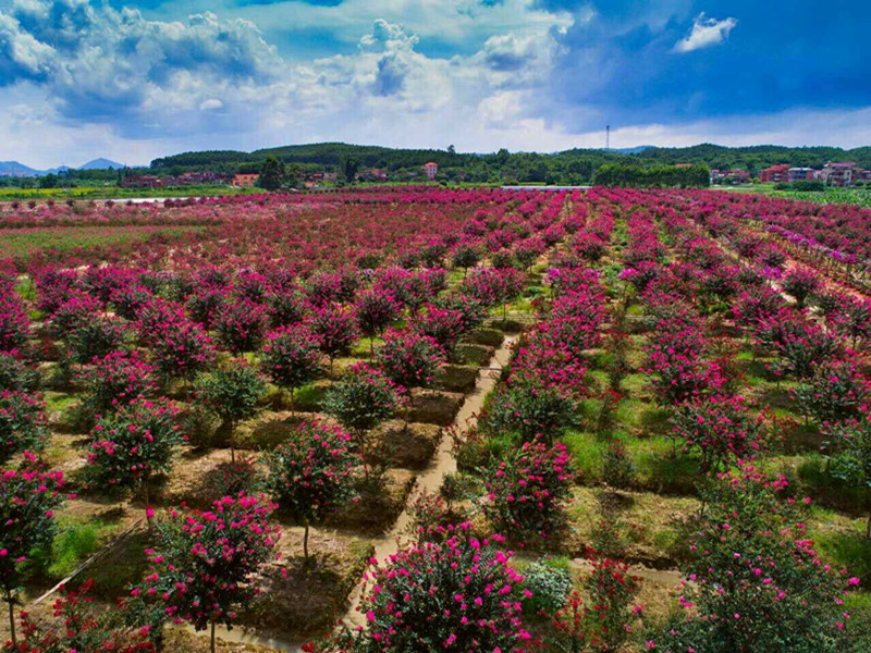 苗木一签四证是哪些,苗木两证一签模板