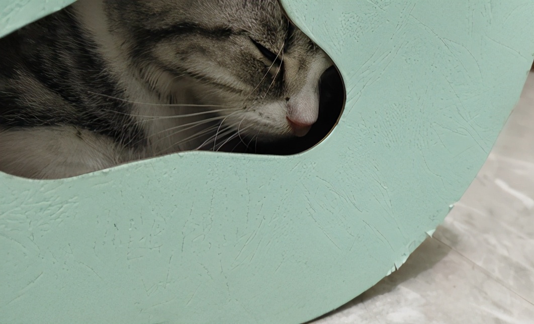 团子猫传腹治好了吗,团子的猫传腹