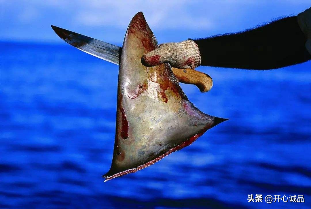 极限追捕猎杀最新消息,极限工作之捕杀鲨鱼