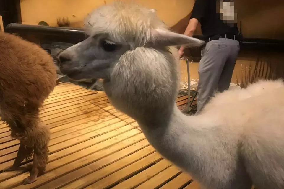 猫咖养小浣熊,小浣熊异宠