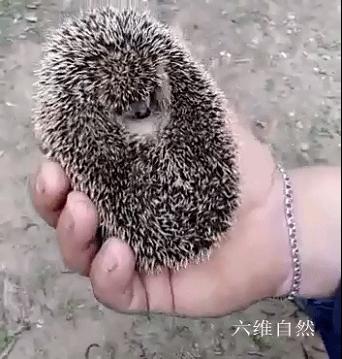 刺猬常常把它的身体缩成一个圆球,刺猬受到惊吓缩成一个球