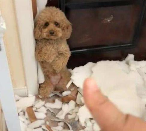 泰迪犬的这7种表现,泰迪吃醋了