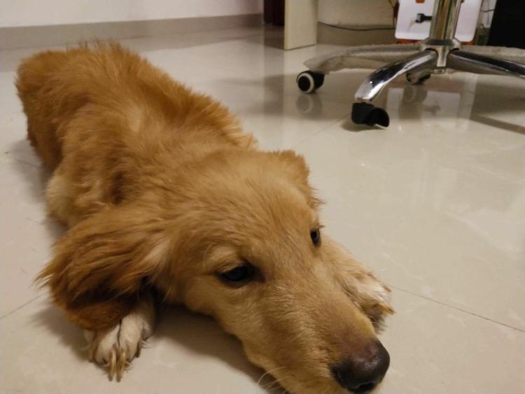 金毛瘦吃不胖怎么回事,金毛一直很瘦怎么办