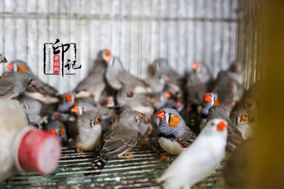 商丘花鸟批发基地,商丘花鸟市场地址