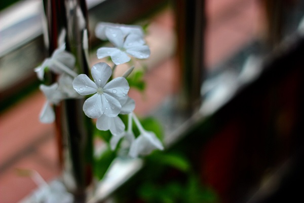 耐寒爬墙的盆栽品种有哪些,种什么爬墙植物不招虫耐寒