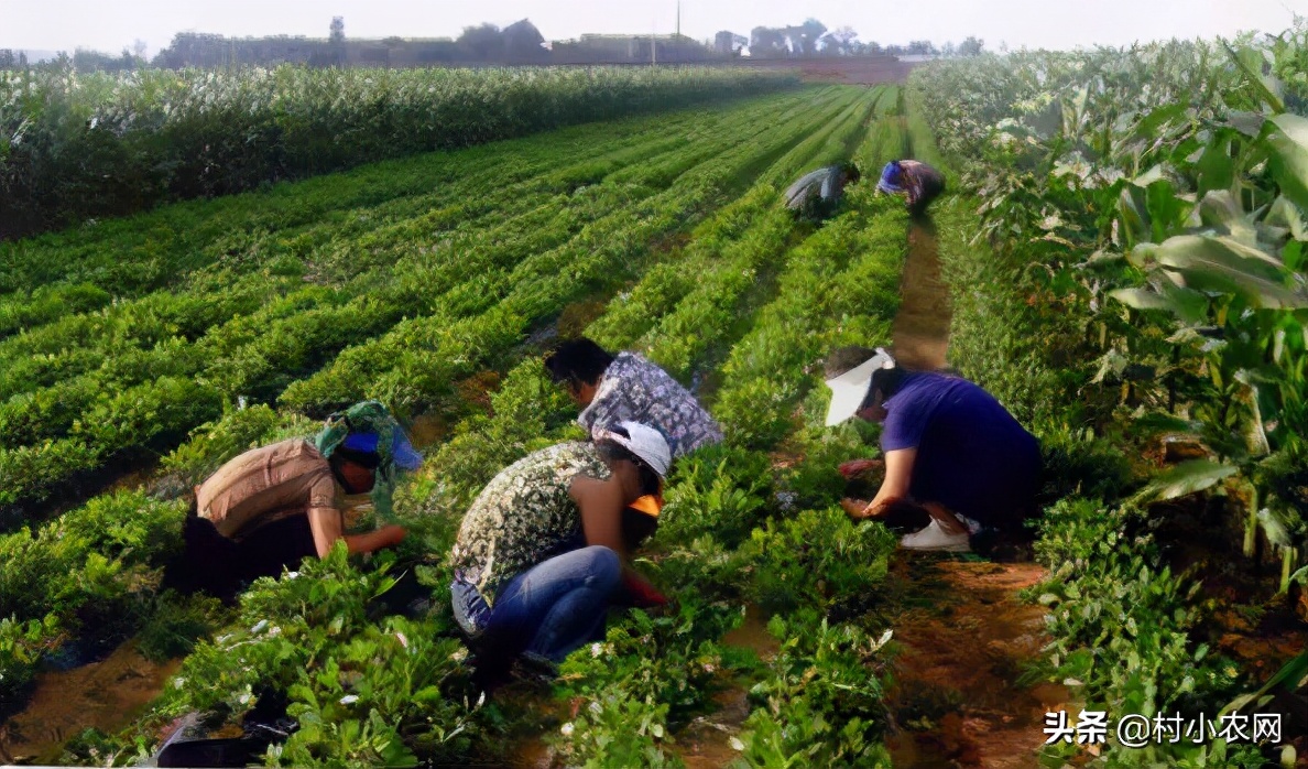 2020年农村创业有什么好项目种植,2021年农村创业投资