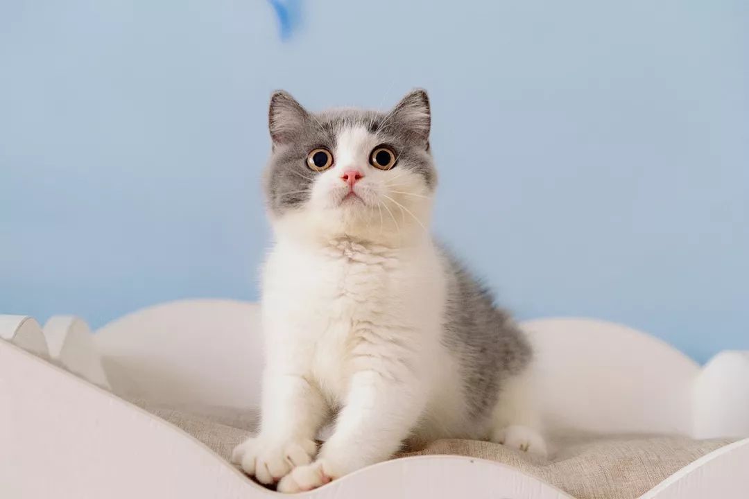 英短和英短矮脚猫的区别,梦到憨厚呆萌的大脸猫
