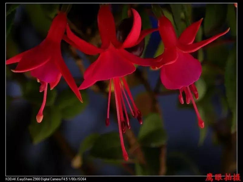 惊艳倒挂金钟,惊艳倒挂金钟图片