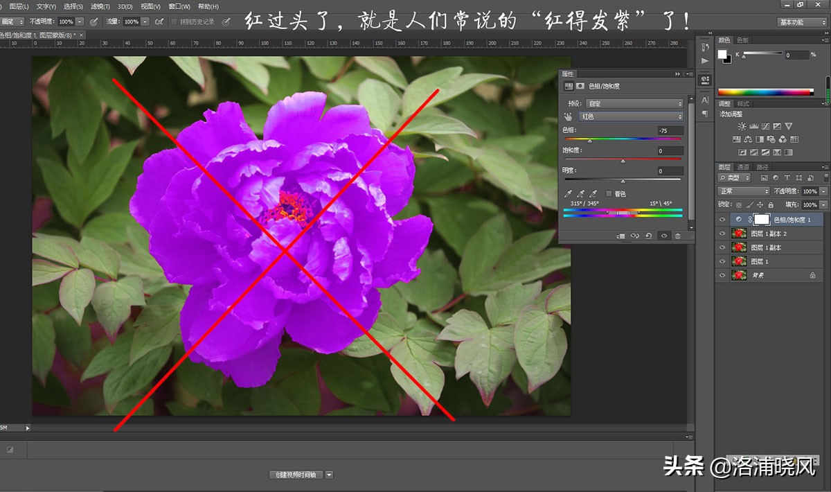 牡丹的名贵品种黑牡丹和绿牡丹,牡丹的稀有品种绿牡丹和黑牡丹