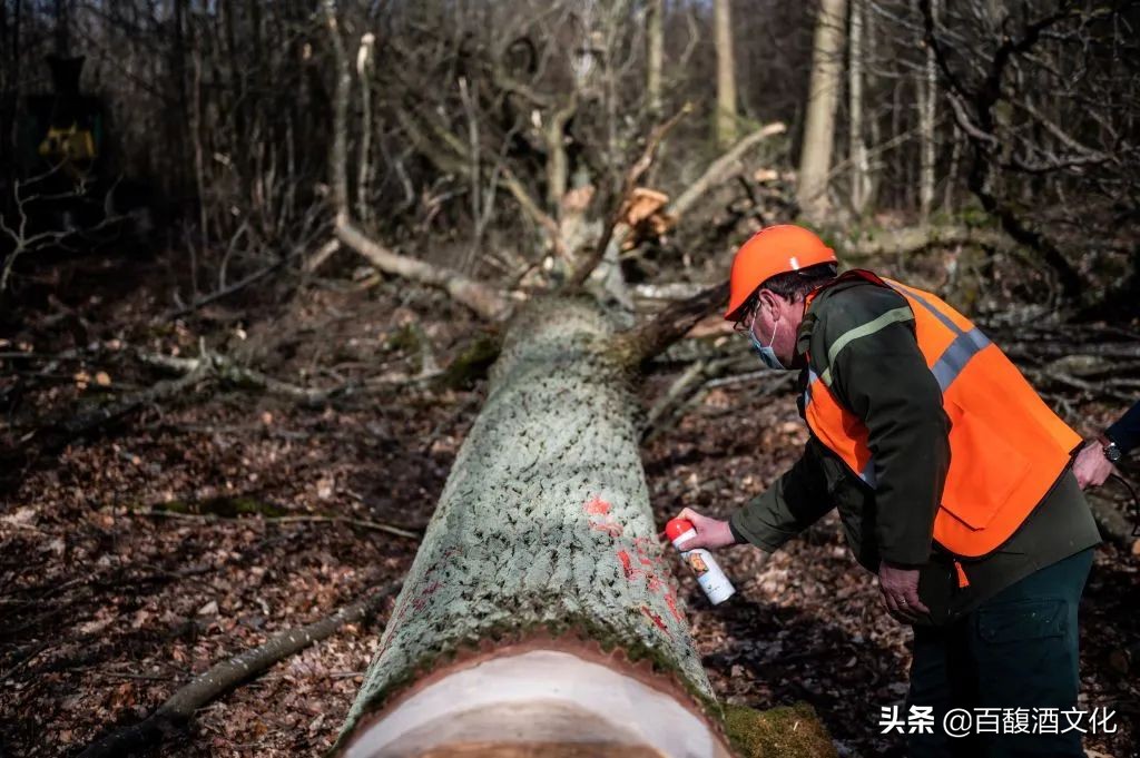 橡木桶从什么时期开始用的,橡木桶的历史