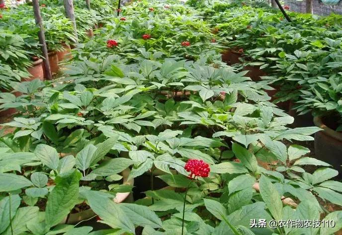 谁说农业不赚钱?!一亩收益60万,试过这3个新玩法的菜农赚嗨了