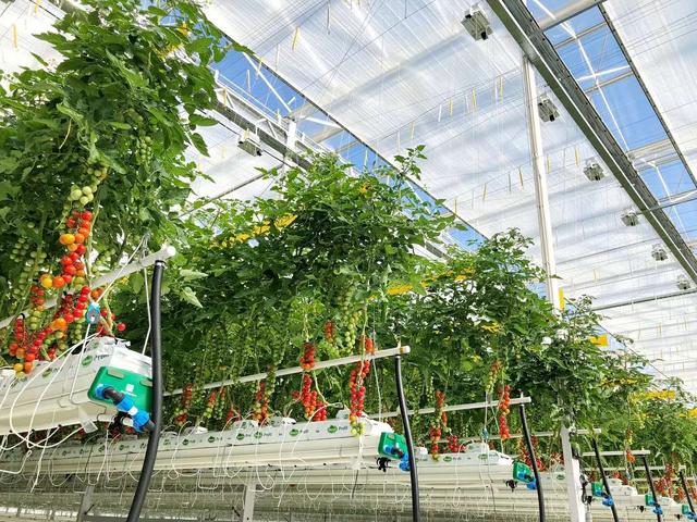 种植温室大棚一亩多少钱,四川玻璃温室大棚多少钱一平方米