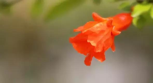 五月榴花照眼明是谁写的,五月榴花照眼明下一句