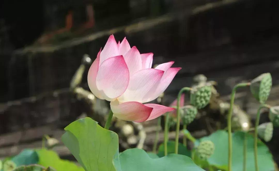 又到一年赏荷季又见荷花,广州莲花山荷花