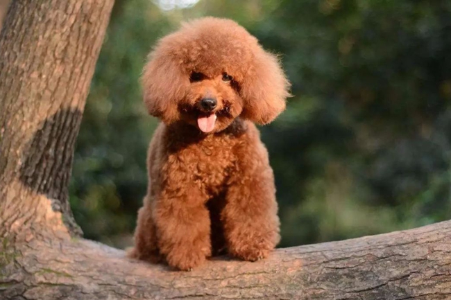 泰迪犬掉毛是怎么回事,泰迪犬掉毛的3大原因