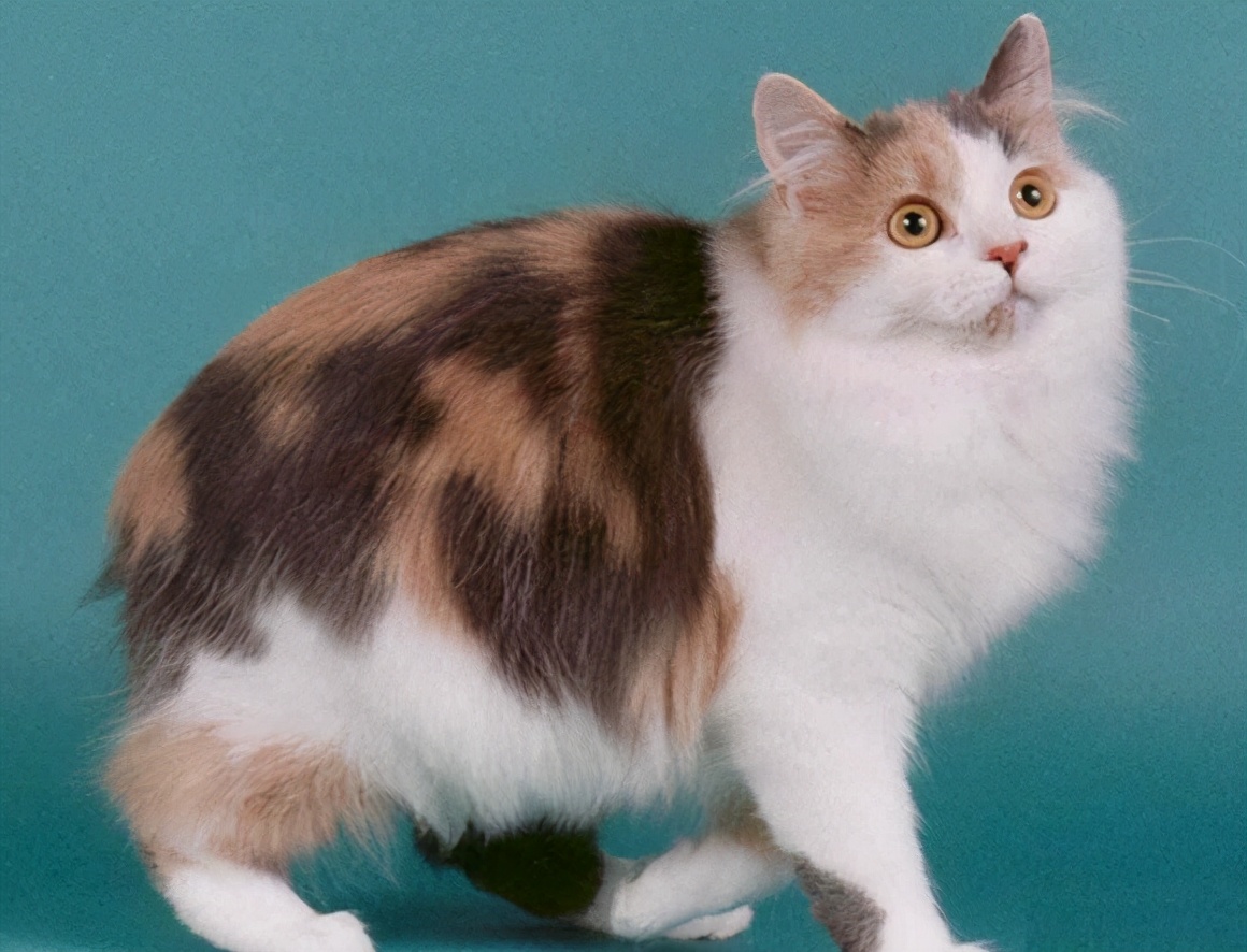 100种猫咪品种,100种猫咪名字大全