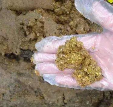 蛋鸡久治不愈的红粪根治技术,浅谈蛋鸡红粪问题