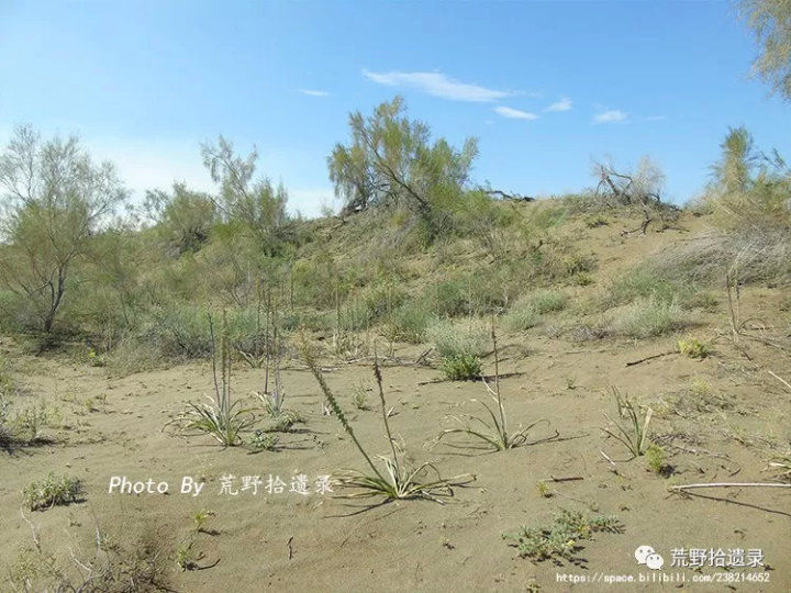 荒野拾遗录,荒野拾遗录完整
