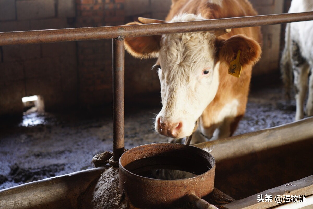 养殖场驱蚊子最有效的方法,养殖场蚊子苍蝇成灾怎么解决