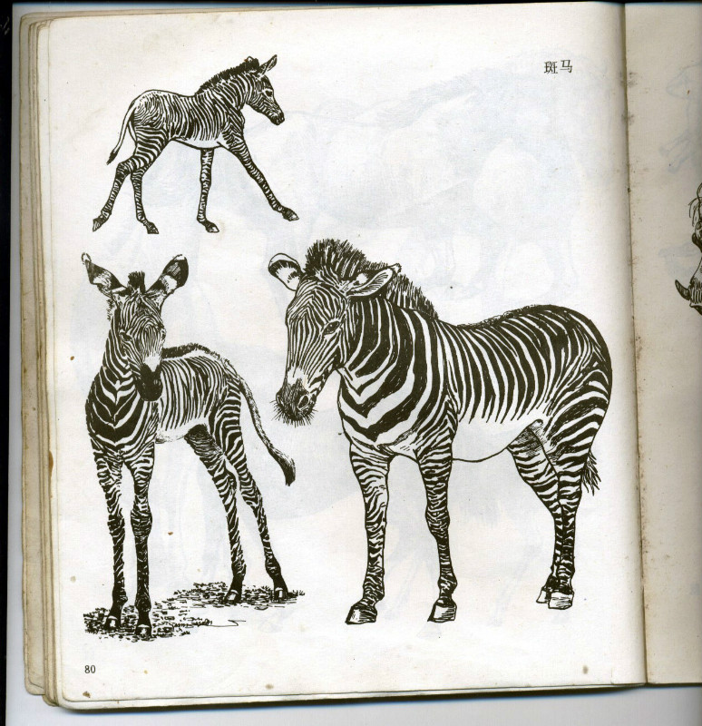 一百幅动物素描,近百幅动物画