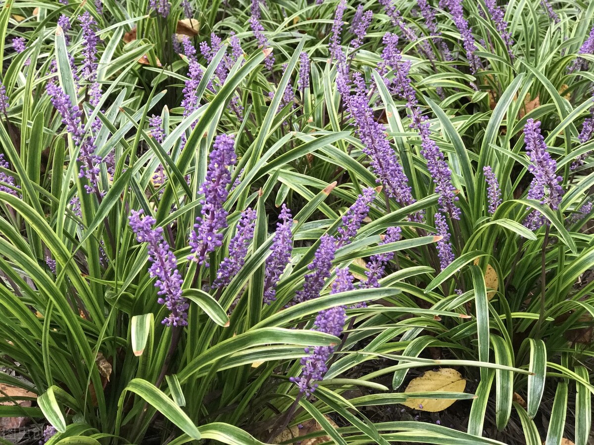 园林人需要知道的85个花卉知识,园林花卉的种类及图片