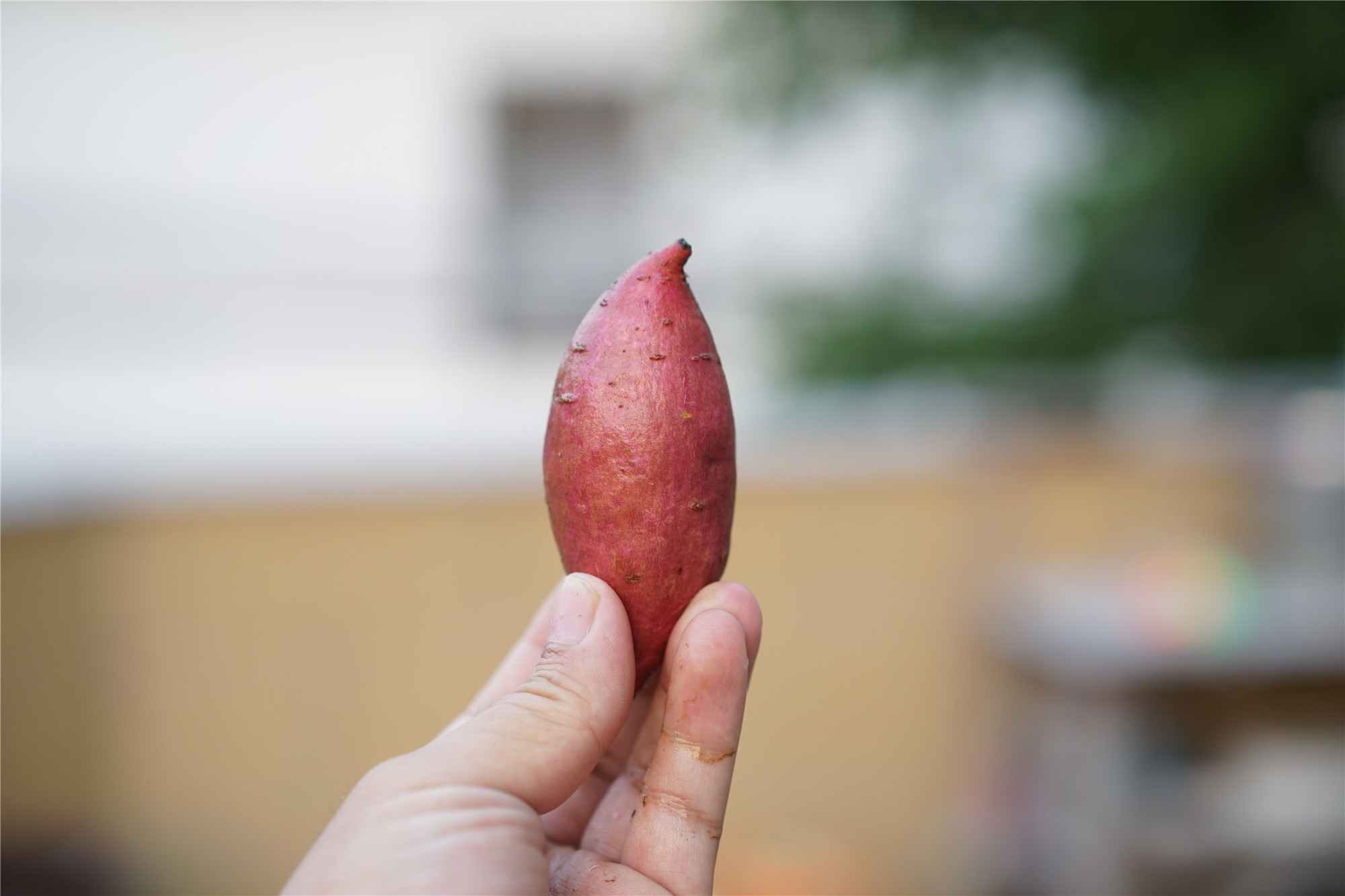 艾优sup电动牙刷刷头,艾优sup电动牙刷好吗