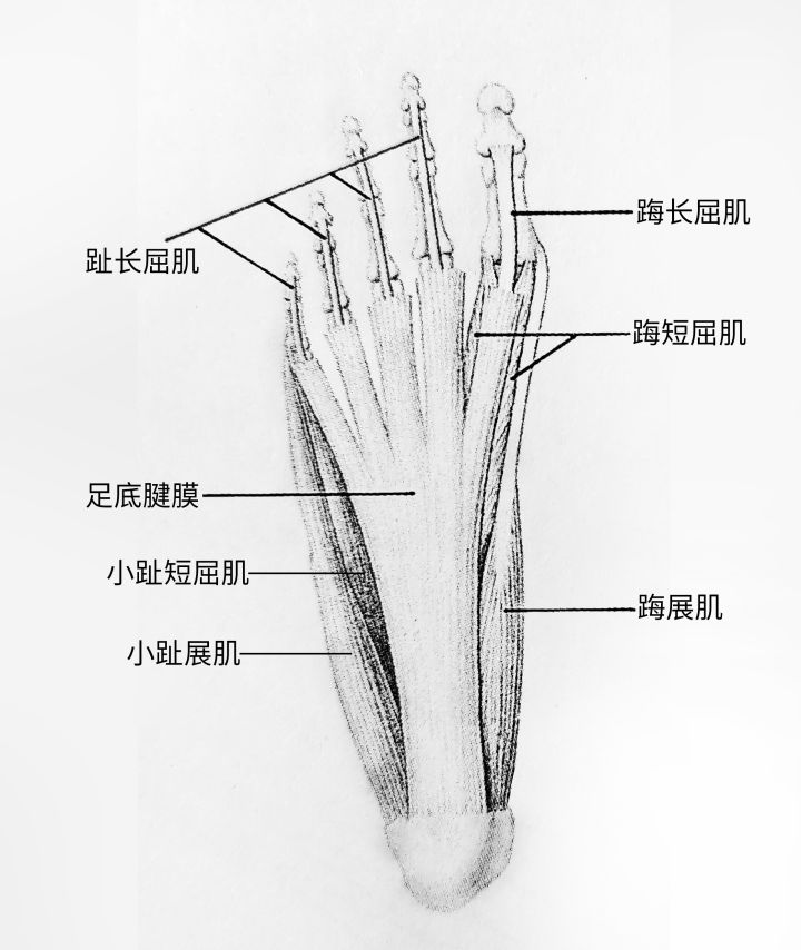 练习人体结构画法,人体腿结构画法