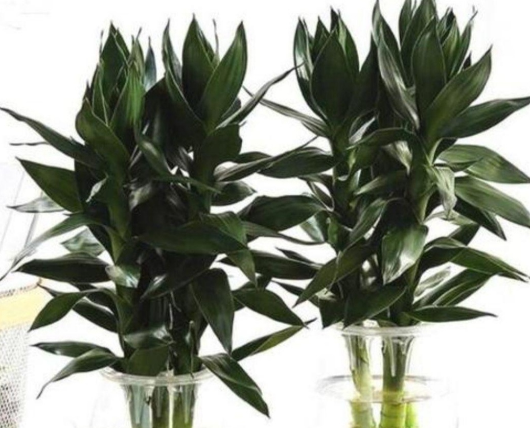 富贵竹不长新叶子怎么办,富贵竹怎么养才能快速长出来