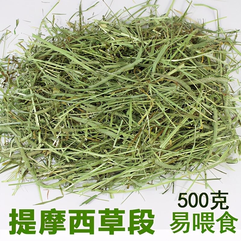 龙猫饲养全科普,科普饲养龙猫小知识