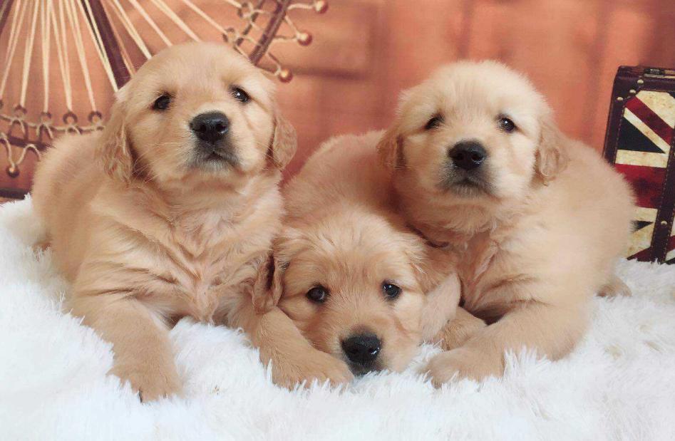 世界上最忠心的狗狗排名第一,对主人忠心的十大狗狗排名