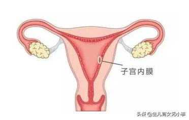 子宫内膜是生命的土壤，它到底是怎么回事？是如何发挥作用的？