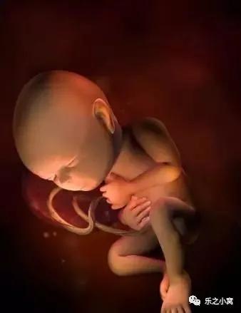 孕期胎儿成长图鉴,孕期胚胎成长图片