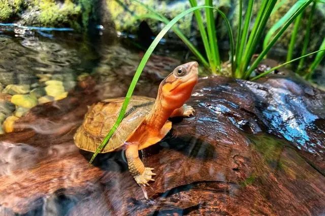 怎么养龟才能让乌龟快点长大,养龟需要做到哪几点防止乌龟生病